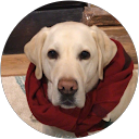 Abigail Damoulakis profile picture